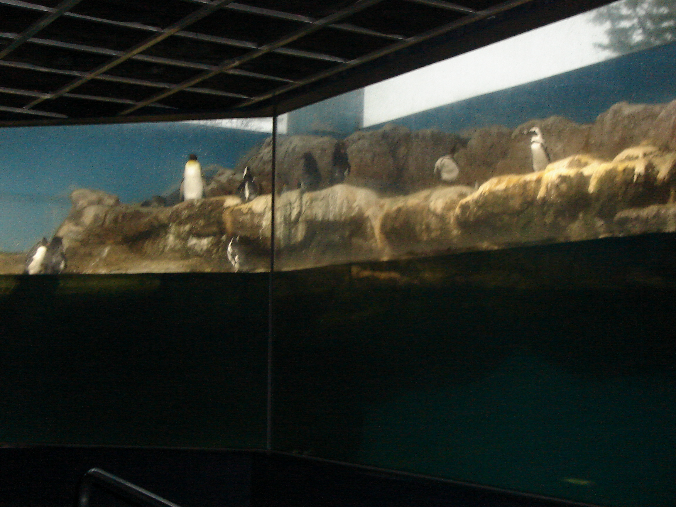 a large glass aquarium spans most of a room
