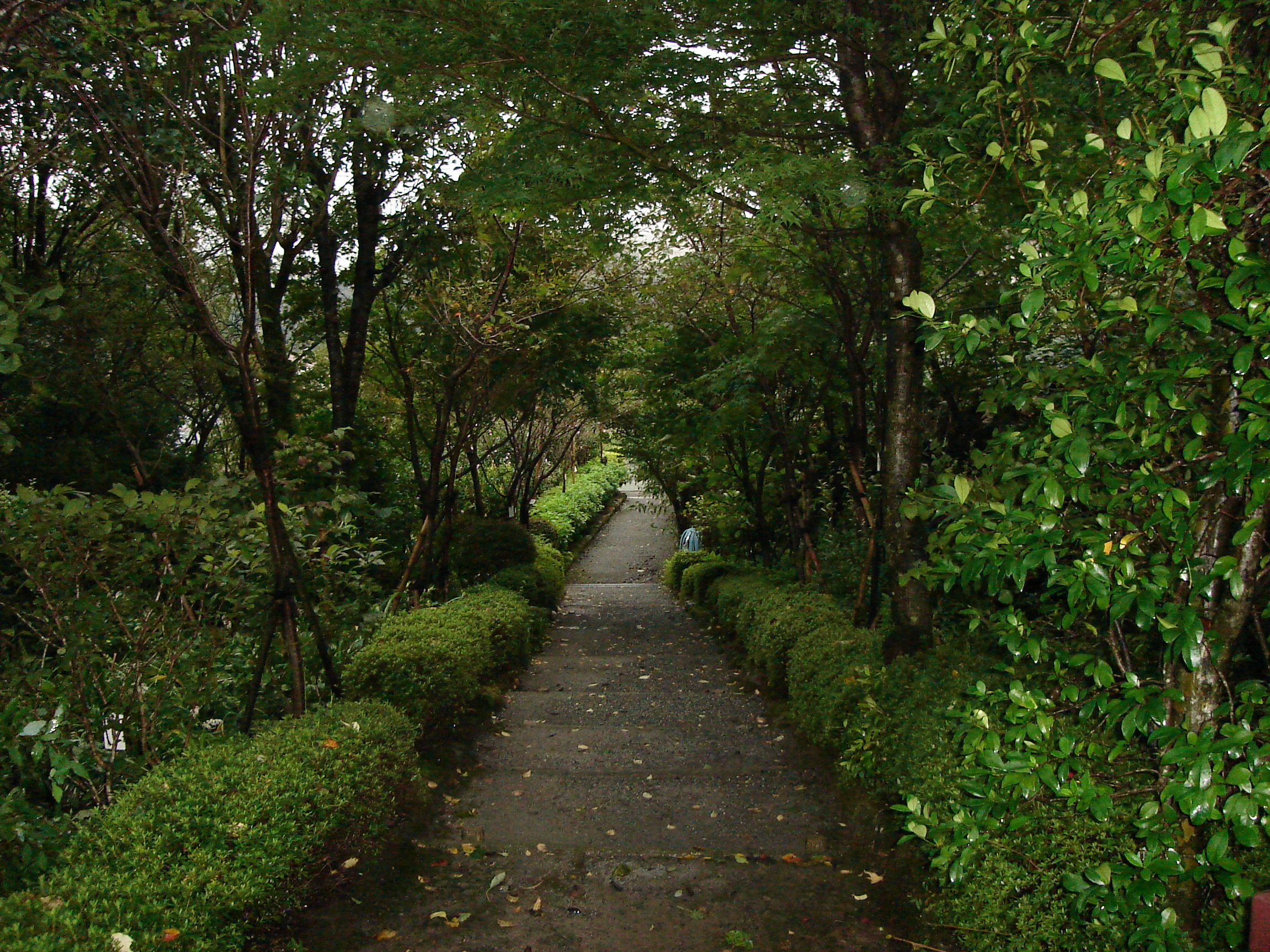 a small path walled by trees and hedges