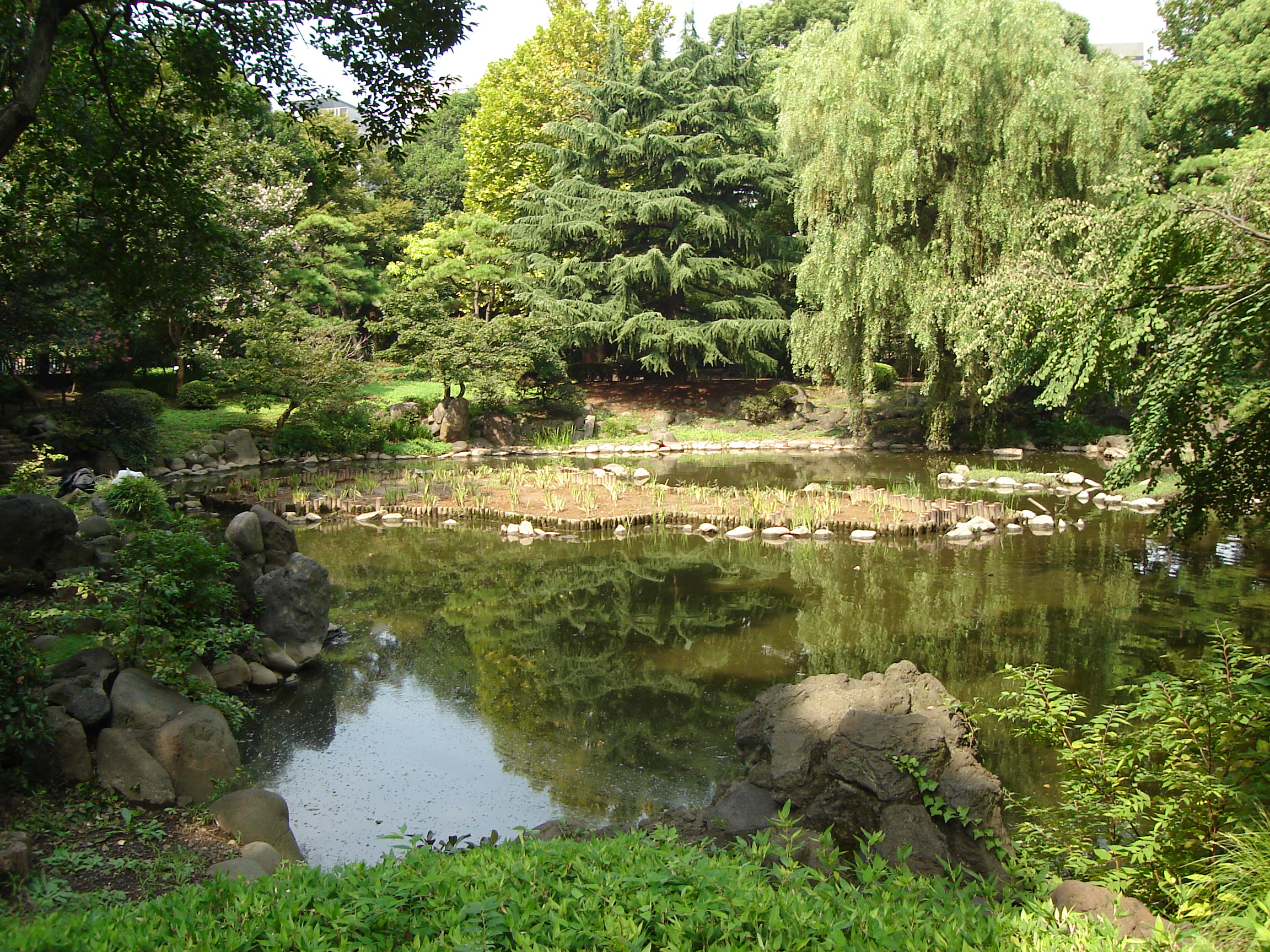 a pond surrounded by trees