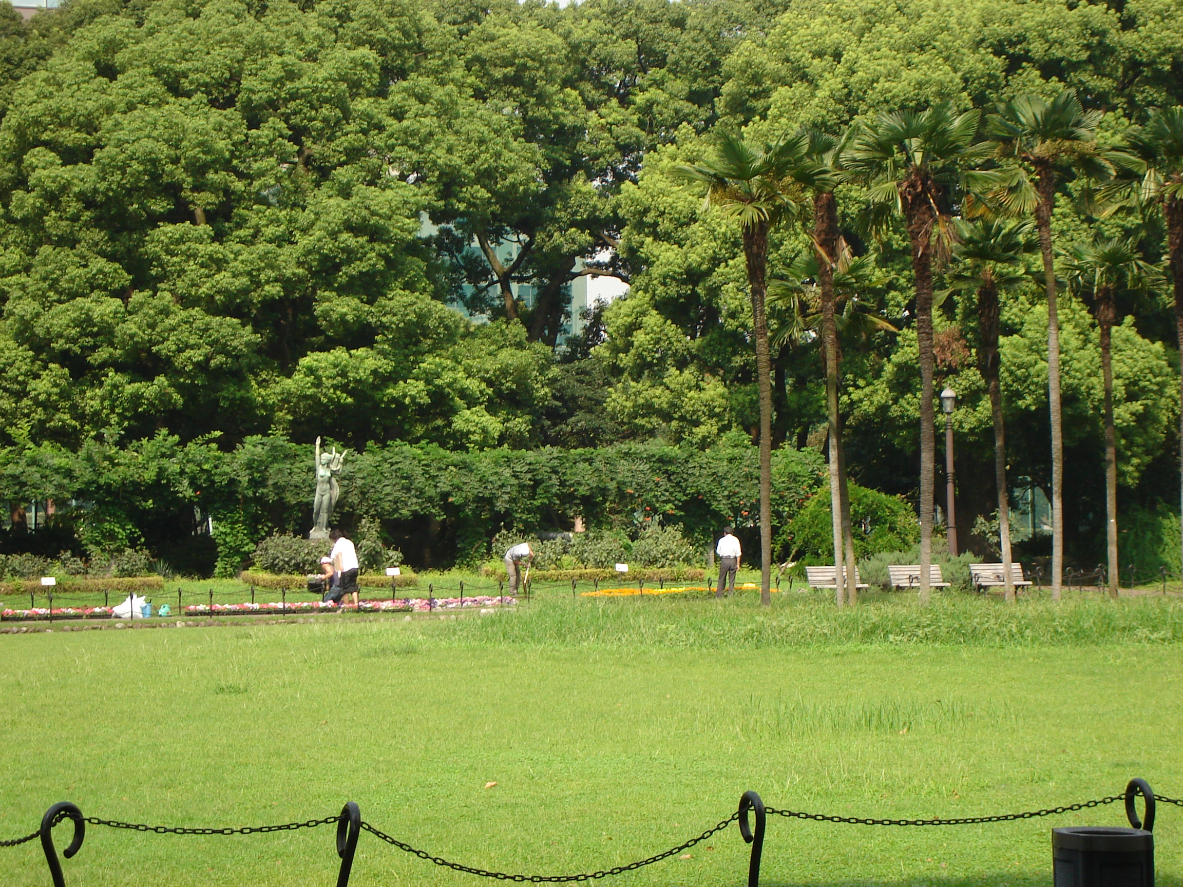 a grassy area with large trees in the background