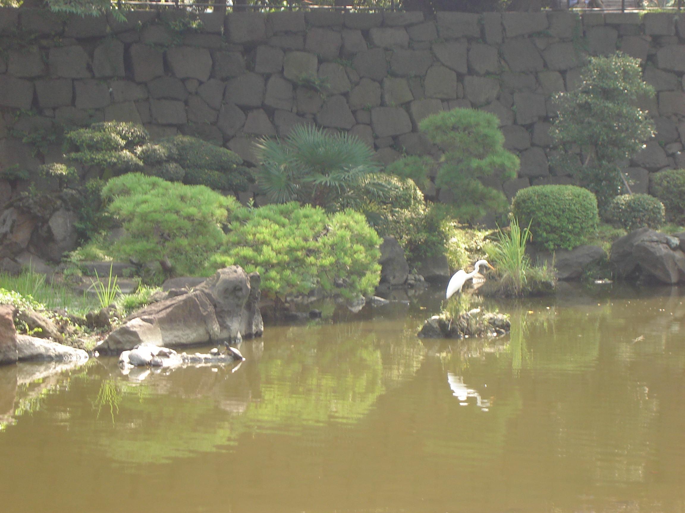 an egret drying off on a rock in water with a stone wall and shrubs in the background
