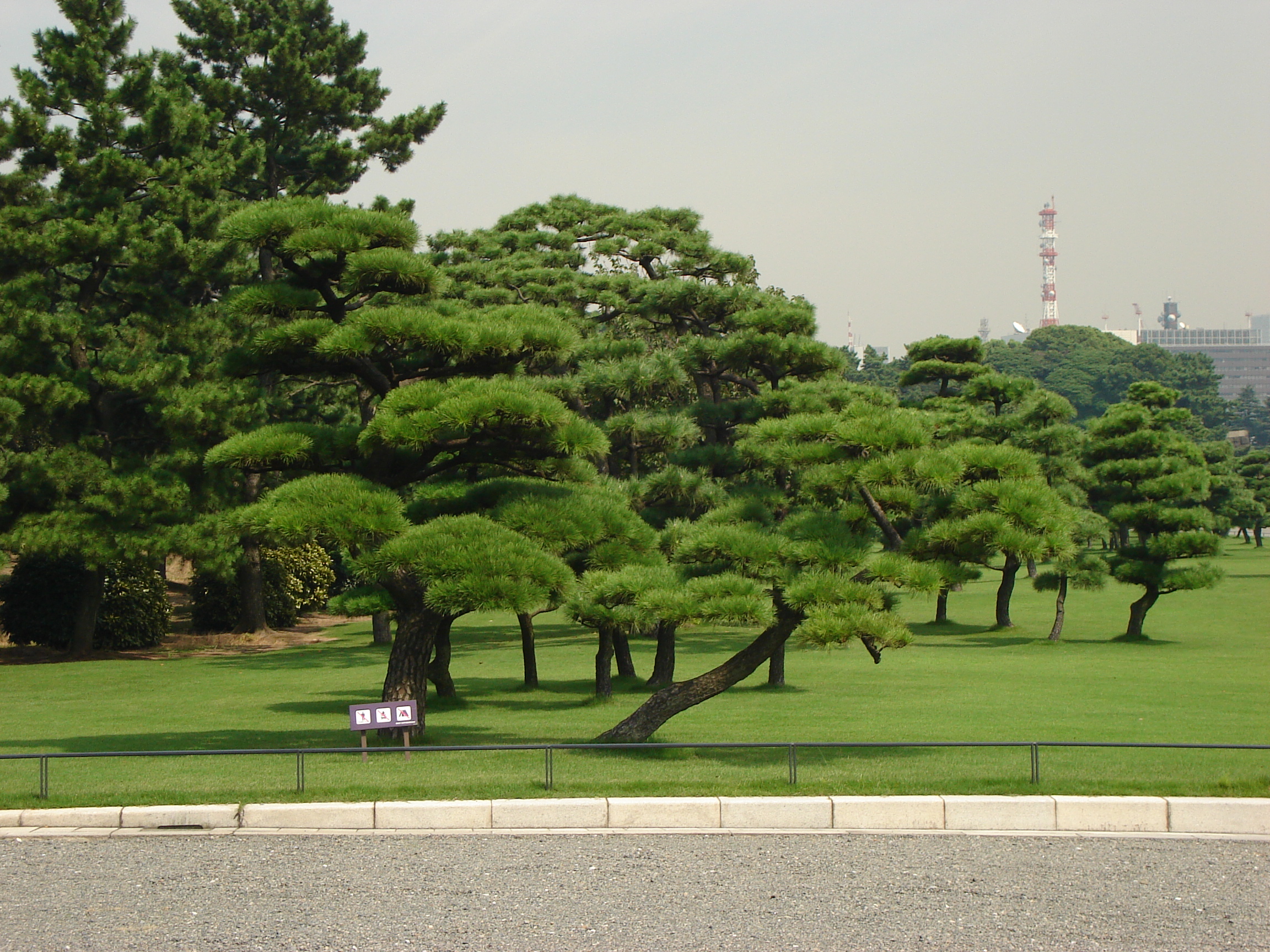 a flat grassy area with manicured trees like giant bonzai