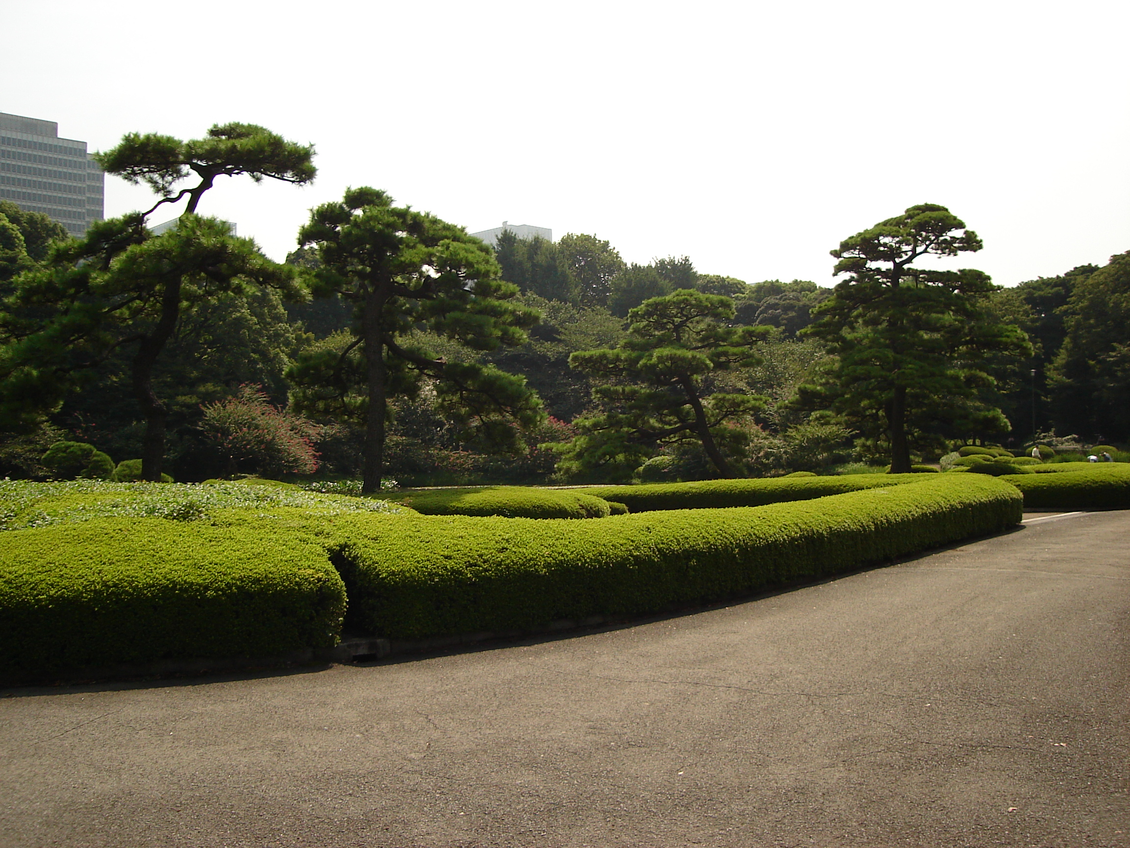 rounded hedges line the path