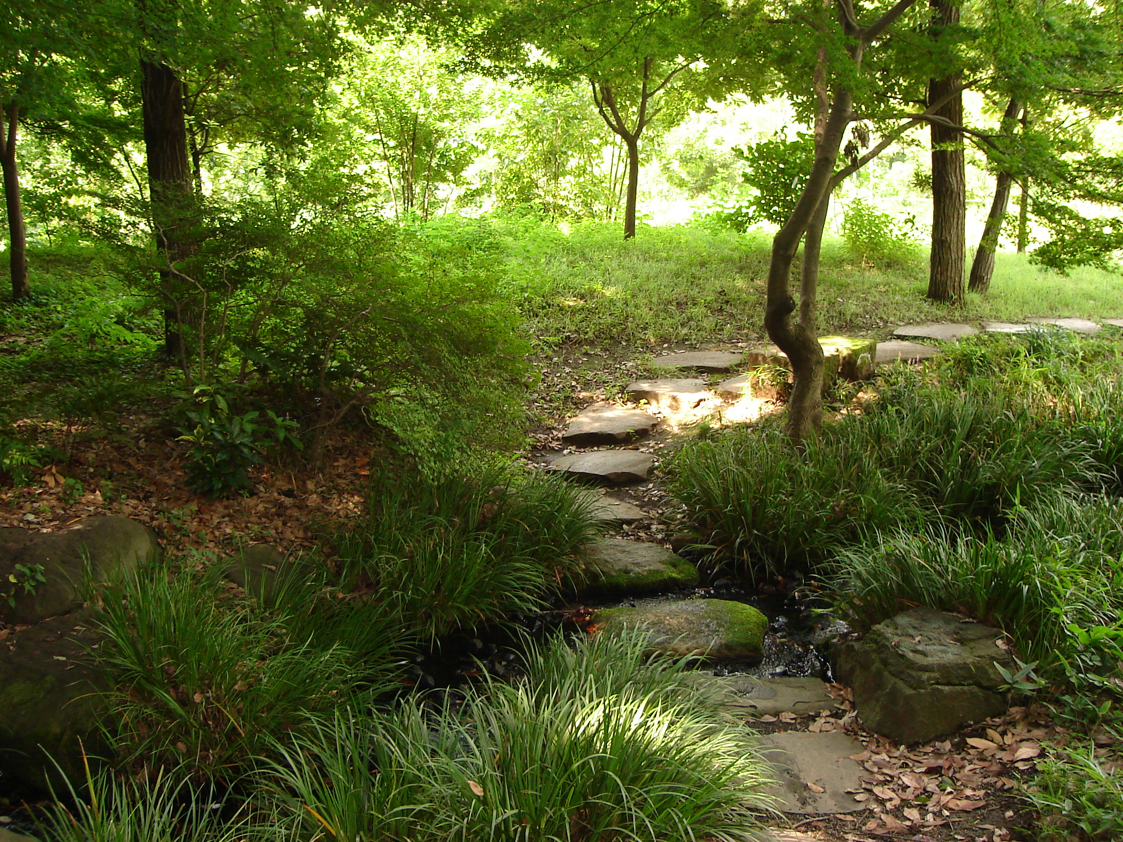 a stone path among low plants and small trees