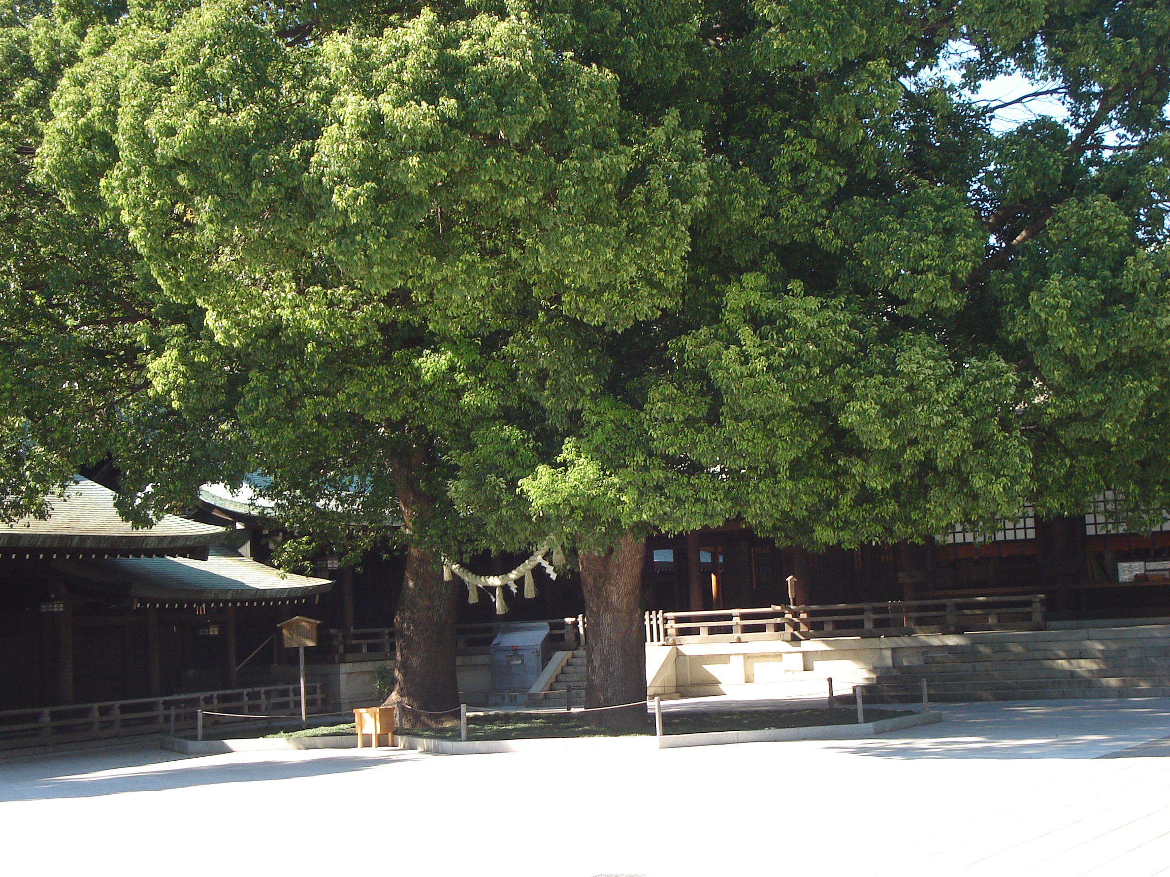 a large tree dominates the space