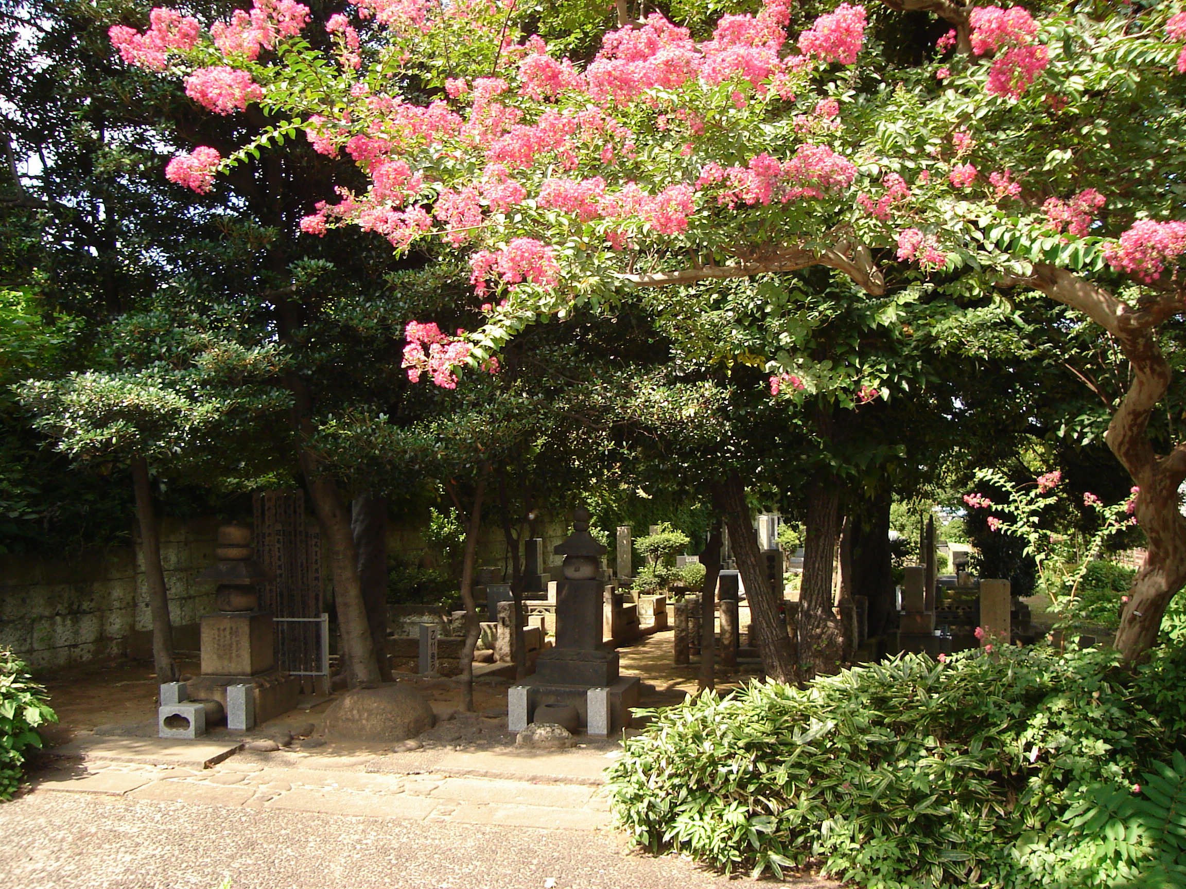 small gravestones among flowering trees