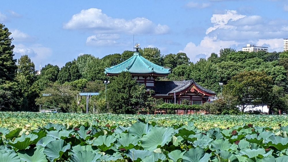 Pagoda and lotus plants